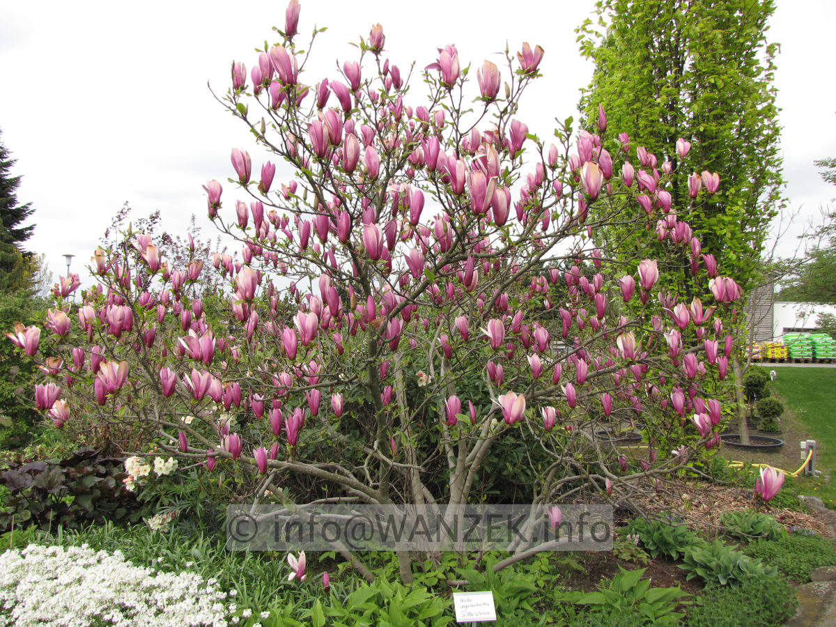 Magnolia liliiflora Susan 08.JPG